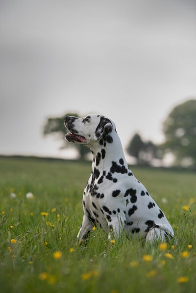 lorren-loki-b1zfbtiomhs-unsplash